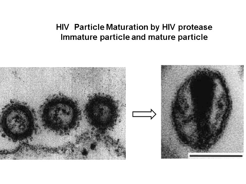 HIV  Particle Maturation by HIV protease Immature particle and mature particle